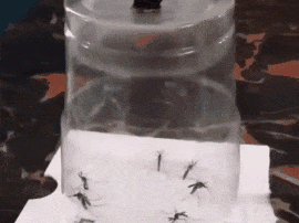 广州人的灭蚊术,阎王见了也发怵