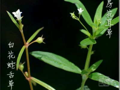 容易混淆的白花蛇舌草与伞房花耳草